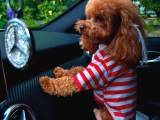 Tr De Daha İyi̇si̇ Yok Efsane Toy Poodle Yavrulari