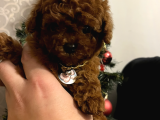 Tr De Daha İyi̇si̇ Yok Efsane Toy Poodle Yavrulari