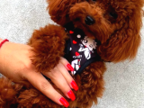 Tr De Daha İyi̇si̇ Yok Efsane Toy Poodle Yavrulari