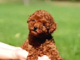 Tr De Daha İyi̇si̇ Yok Efsane Toy Poodle Yavrulari