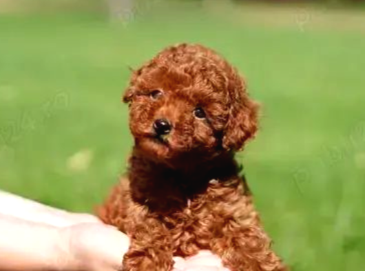 Tr De Daha İyi̇si̇ Yok Efsane Toy Poodle Yavrulari görsel