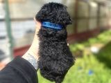 Uyguna Safkan Black Poodle Bakmadan Geçme