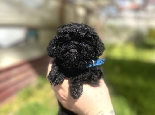 Uyguna Safkan Black Poodle Bakmadan Geçme görsel