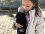 Uyguna Safkan Black Poodle Bakmadan Geçme