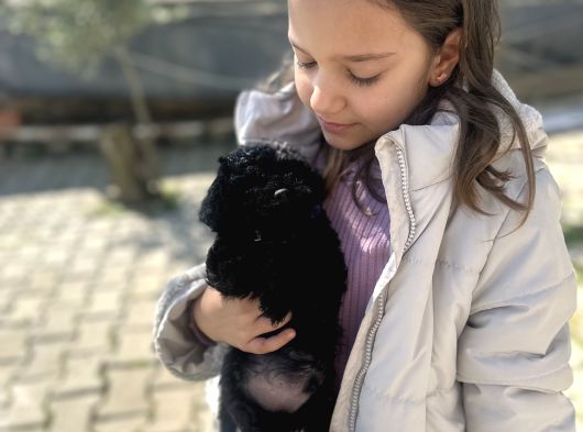 Uyguna Safkan Black Poodle Bakmadan Geçme görsel