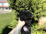 UYGUNA SAFKAN BLACK POODLE BAKMADAN GEÇME