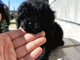 Uyguna Safkan Black Poodle Bakmadan Geçme