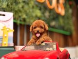 Mi̇ni̇ Toy Poodle Yavrular