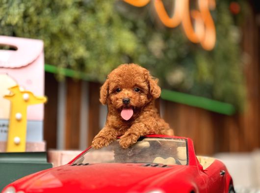 Mi̇ni̇ Toy Poodle Yavrular görsel
