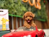 Mi̇ni̇ Toy Poodle Yavrular