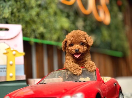 Mi̇ni̇ Toy Poodle Yavrular görsel