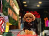 Mi̇ni̇ Toy Poodle Yavrular