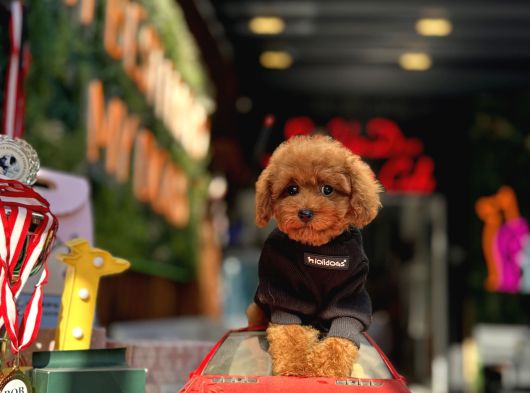 Mi̇ni̇ Toy Poodle Yavrular görsel