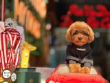 MİNİ TOY POODLE YAVRULAR