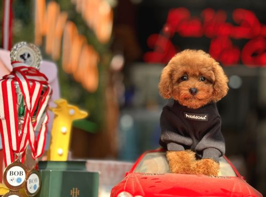Mi̇ni̇ Toy Poodle Yavrular