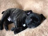 2 Aylik Erkek French Bulldog Yavrumuz  Yuvasini Ariyor