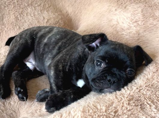 2 Aylik Erkek French Bulldog Yavrumuz  Yuvasini Ariyor görsel