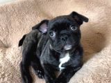 2 Aylik Erkek French Bulldog Yavrumuz  Yuvasini Ariyor