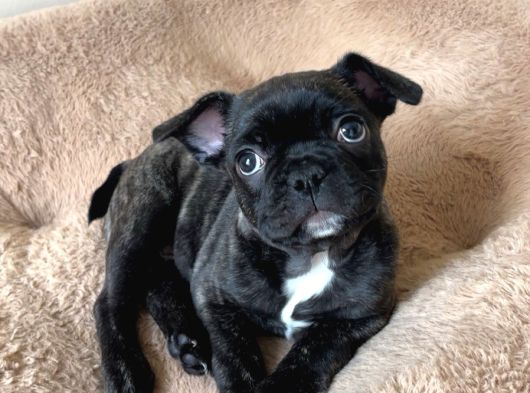 2 Aylik Erkek French Bulldog Yavrumuz  Yuvasini Ariyor görsel