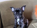2 Aylik Erkek French Bulldog Yavrumuz  Yuvasini Ariyor