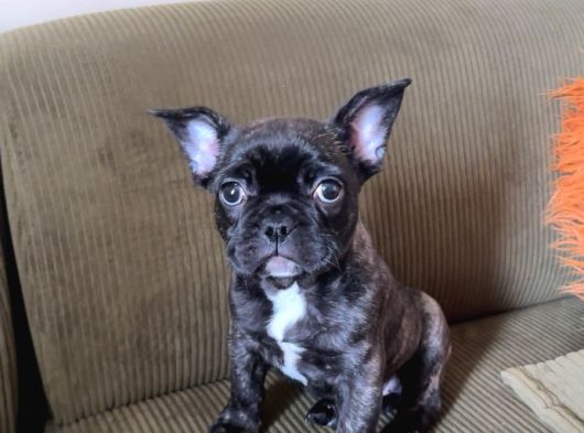 2 Aylik Erkek French Bulldog Yavrumuz  Yuvasini Ariyor görsel