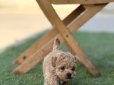 Mıcroteacup Korea Poodle Güzellikler