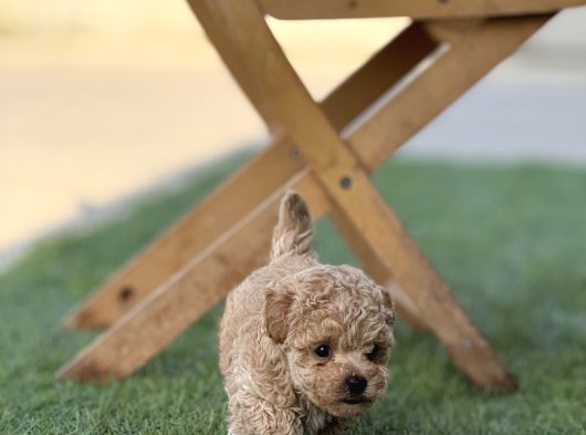 Mıcroteacup Korea Poodle Güzellikler görsel