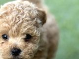 mıcroteacup korea poodle güzellikler