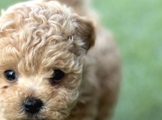 Mıcroteacup Korea Poodle Güzellikler