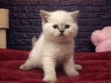 VONALP PET GARANTISIYLE EFSANE GÜZELLİKTE BRİTİSH SHORTHAİR