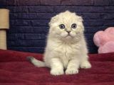 VONALP PET GARANTISIYLE EFSANE GÜZELLİKTE SCOTTİSH FOLD