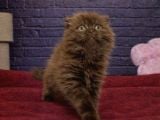 VONALP PET GARANTISIYLE CİNNAMON sCOTTISH FOLD