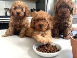 Tr De Daha İyi̇si̇ Yok Efsane Toy Poodle Yavrulari