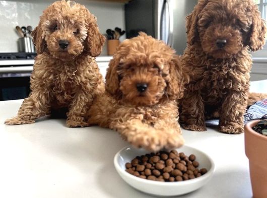 Tr De Daha İyi̇si̇ Yok Efsane Toy Poodle Yavrulari görsel