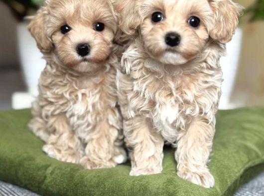 Ev Üretimi A Kalite Malti̇poo Yavrular görsel