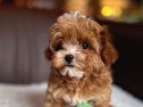 Ev Üretimi A Kalite Malti̇poo Yavrular