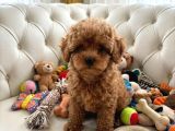 Seçkin Kan Hattına Sahip Toy Poodle Yavrularımız