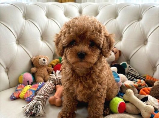 Seçkin Kan Hattına Sahip Toy Poodle Yavrularımız görsel
