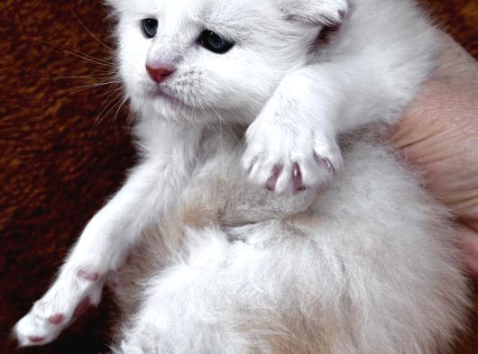 Safkan Mukemmel Anatomi Maine Coon görsel