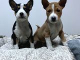 Resmi̇ İşletmeden Özel Basenji̇ Yavrulari