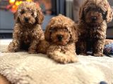 TR DE DAHA İYİSİ YOK EFSANE TOY POODLE YAVRULARI