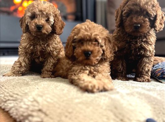 Tr De Daha İyi̇si̇ Yok Efsane Toy Poodle Yavrulari