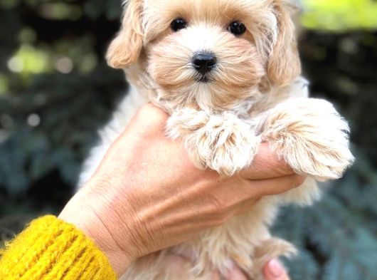 Ev Üretimi A Kalite Malti̇poo Yavrular görsel