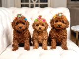 Seçkin Kan Hattına Sahip Toy Poodle Yavrularımız