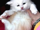 Safkan mukemmel anatomi maine coon
