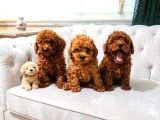 Seçkin Kan Hattına Sahip Toy Poodle Yavrularımız