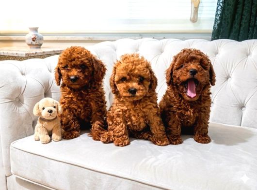 Seçkin Kan Hattına Sahip Toy Poodle Yavrularımız görsel