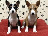 RESMİ İŞLETMEDEN ÖZEL BASENJİ YAVRULARI