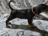 TESLİME HAZIR European DOBERMAN YAVRULARI izmir