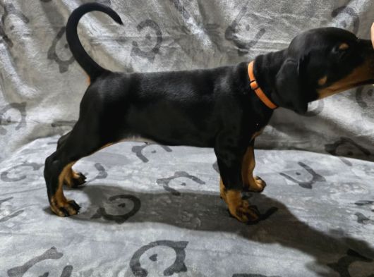 Tesli̇me Hazir European Doberman Yavrulari Izmir